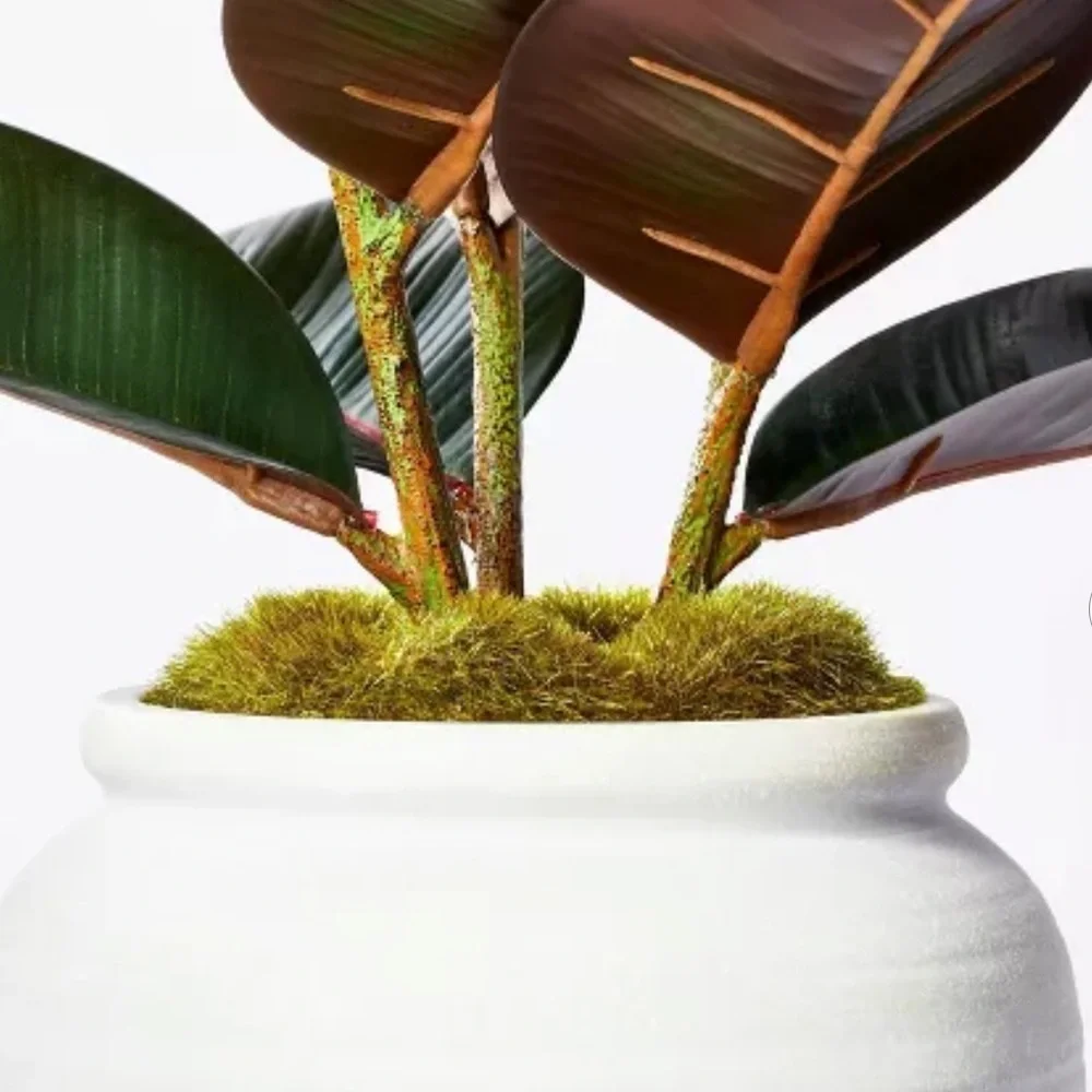 Threshold Faux Rubber Plant in White Ceramic Pot - Green and Burgundy Foliage